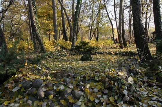 mit Herbstlaub bedeckter Teich