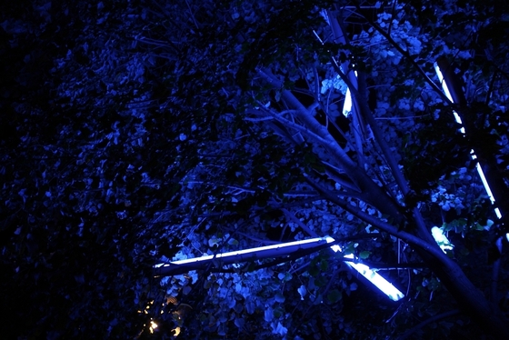durch blaue Neonleuchten angestrahlte Baumkrone