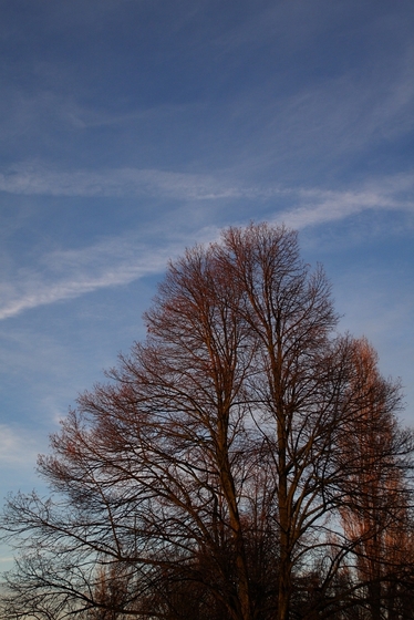 herbstlicher Baum vor blauem Himmel