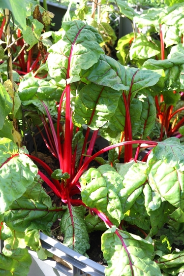 grüne Pflanze mit rotem Stängel