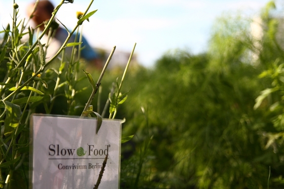 Schild "Slow Food Convivium Berlin" an einem Beet