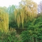 Bäume am Landwehrkanal