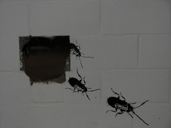 Kakerlaken, die aus einem Loch in der Wand krabbeln