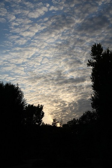 Abendhimmel eingerahmt von Silhouetten von Bäumen