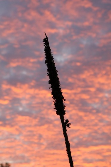 ein Gras gegen die Abenddämmerung fotografiert