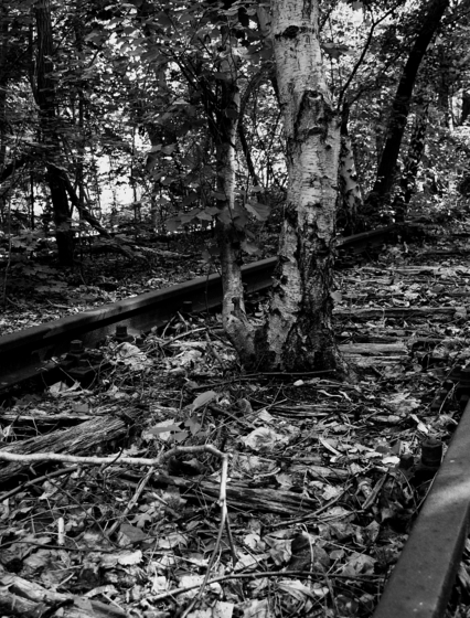 eine Birke sprießt zwischen den Schwellen eines Eisenbahngleises