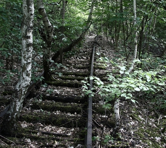 Bäume wachsen aus einem Eisenbahngleisbett