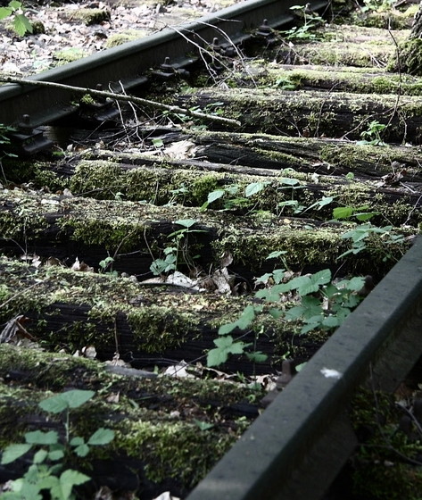 moosbewachsene Schwellen eines Eisenbahngleises