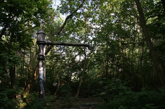 ein Wasserkran umringt von Bäumen