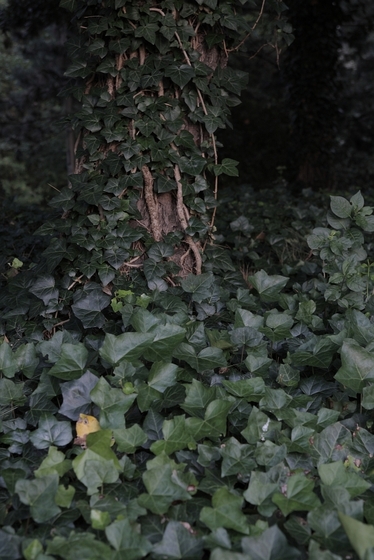 Efeu rankt sich an einem Baum hoch