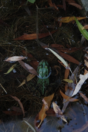 Frosch in einem Tümpel