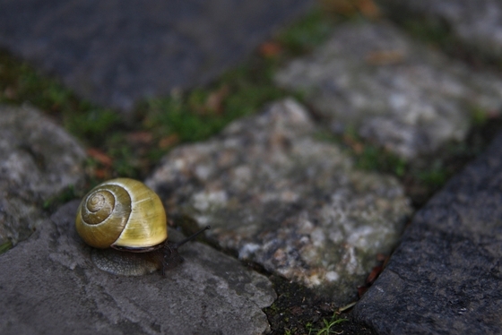 Schnecke auf Pflastersteinen