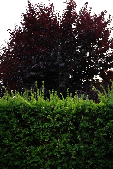 grüne Hecke, Blutbuche im Hintergrund