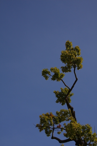 grüner Ast eines Baumes vor blauem Himmel