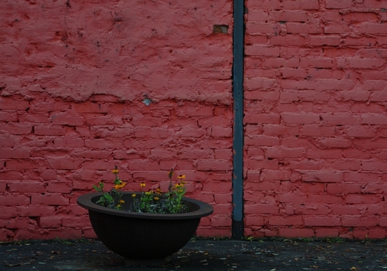 Blumen in einer Metallschale vor einer roten Wand