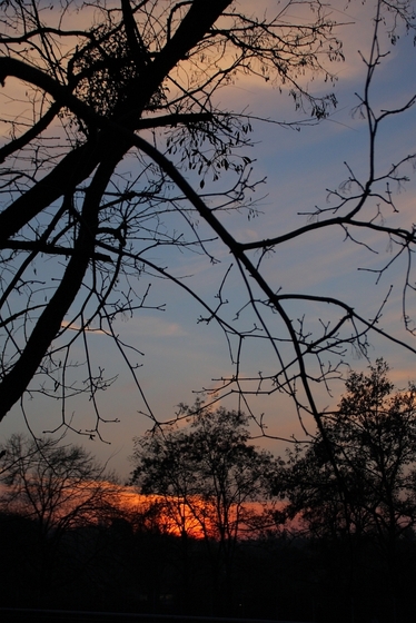 Sonnenuntergang hinter Silhouetten von Bäumen