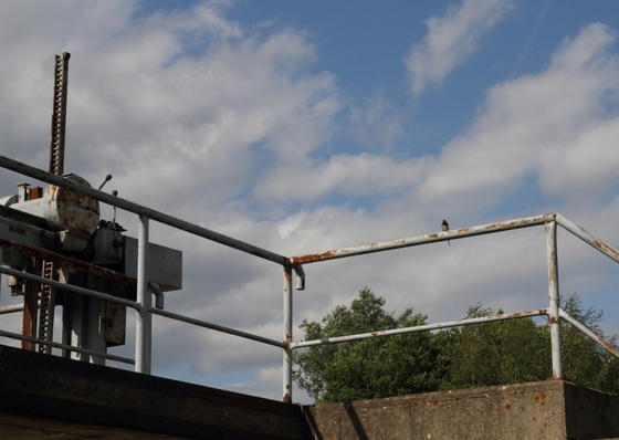 Vogel auf einem Geländer sitzend vor blauem Himmel