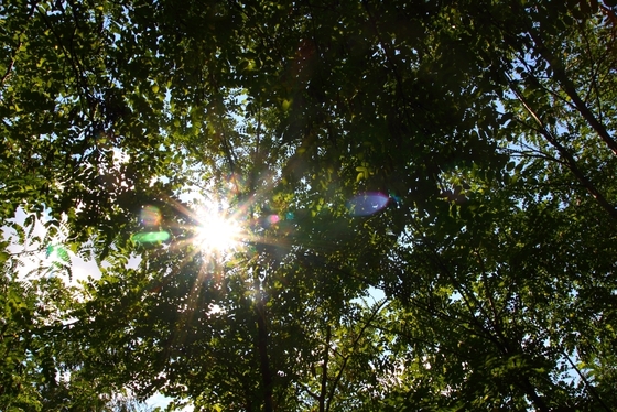 Sonnenschein durch das Blätterdach einiger Bäume