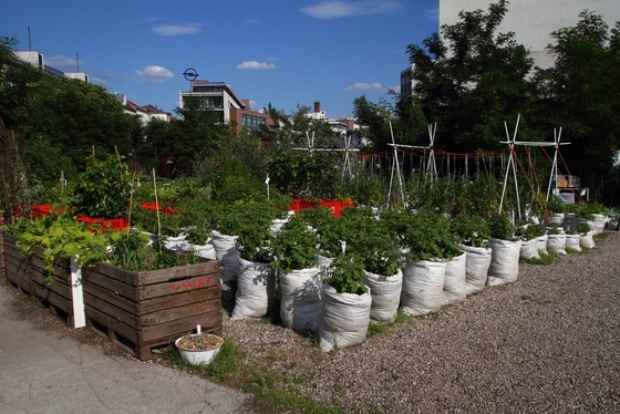 Blick über die Beete mit Kreuzberger Häuserkulisse im Hintergrund