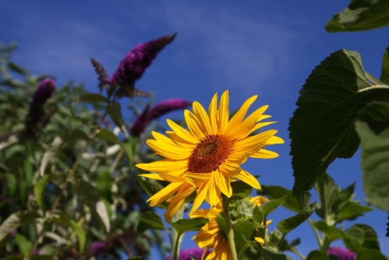blühende Sonnenblume vor blauem Himmel, Flieder im Hintergrund