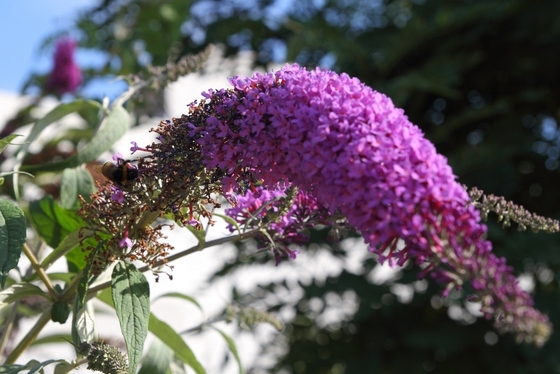 Hummel auf einer Fliederstaude