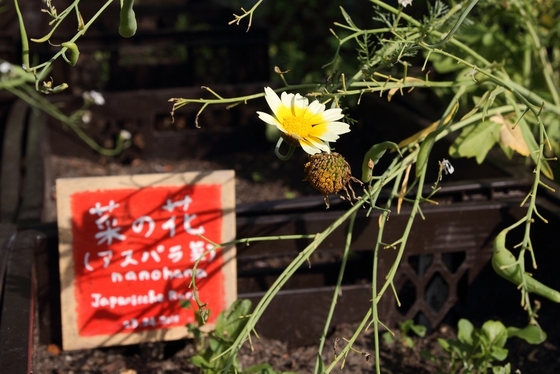 Blume vor einem japanisch beschrifteten Schild