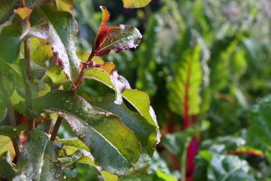 Wassertropfen auf grünen Blättern