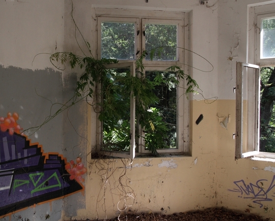 Baum wuchert durch ein zerbrochenes Fenster nach innen