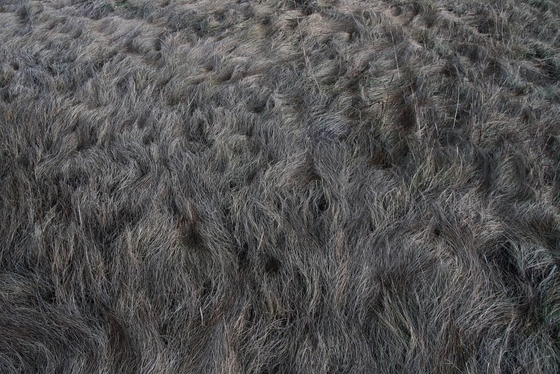 vom Wind verwehtes Gras