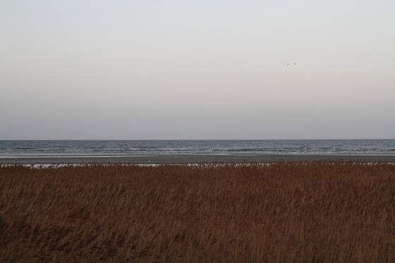 Schilf, Meer und Himmel