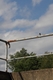 Vogel auf einem Geländer sitzend vor blauem Himmel