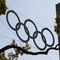 die fünf olympischen Ringe umrahmt vom Ast eines Baumes