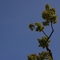 grüner Ast eines Baumes vor blauem Himmel