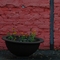 Blumen in einer Metallschale vor einer roten Wand
