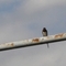 Vogel auf einem Geländer sitzend vor blauem Himmel