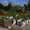 Blick über die Beete mit Kreuzberger Häuserkulisse im Hintergrund