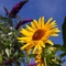 blühende Sonnenblume vor blauem Himmel, Flieder im Hintergrund
