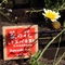 Blume vor einem japanisch beschrifteten Schild