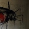 Wandmalerei: großes Insekt mit rotem Leib